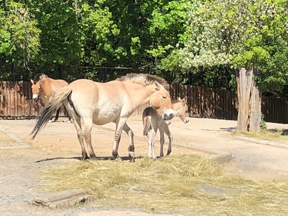 Znovuotevření Zoo Praha, 27. dubna 2020