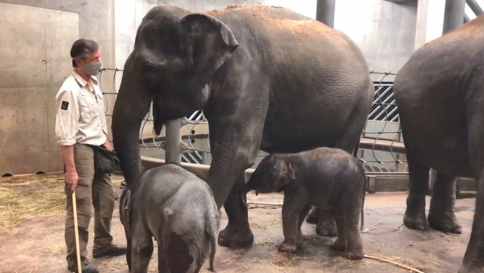 Slonice Janita porodila 9. května 2020 v Zoo Praha sloní samičku.