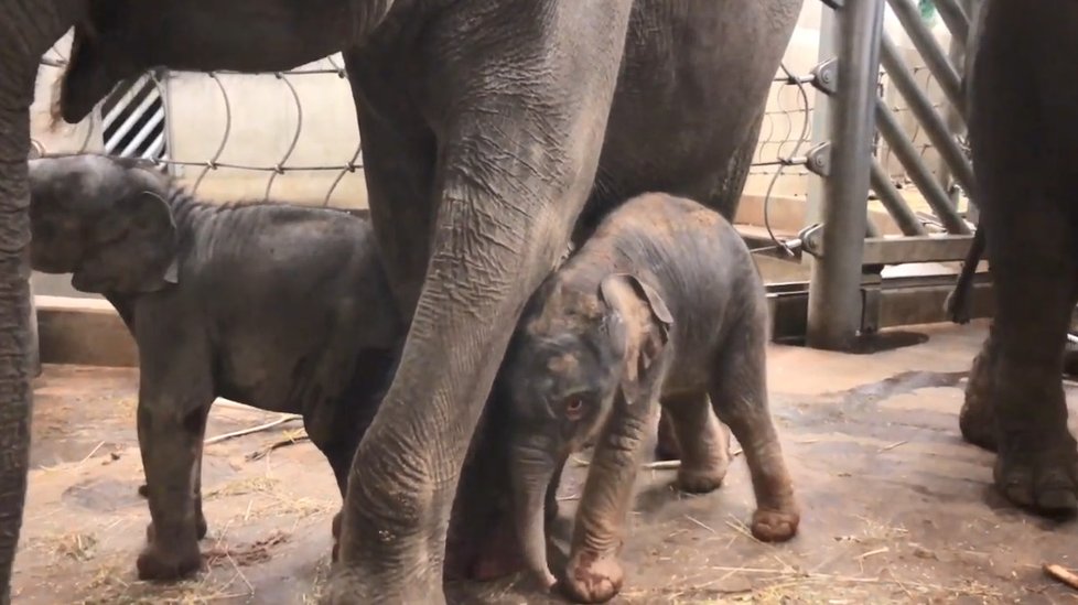 Slonice Janita porodila 9. května 2020 v Zoo Praha sloní samičku.