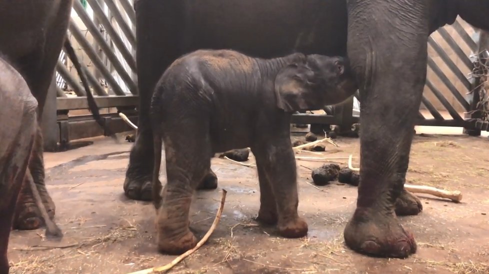 Slonice Janita porodila 9. května 2020 v Zoo Praha sloní samičku.