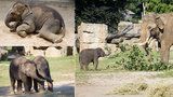 Do pražské zoo nemohli, tak poslali peníze: Lidé podpořili zvířata 15 miliony, nejvíc „frčeli“ sloni 