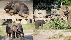 Sloní princezny v Zoo Praha oslaví půl roku: Plavání, potápění i bahenní lázeň!
