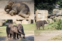 Do pražské zoo nemohli, tak poslali peníze: Lidé podpořili zvířata 15 miliony, nejvíc „frčeli“ sloni