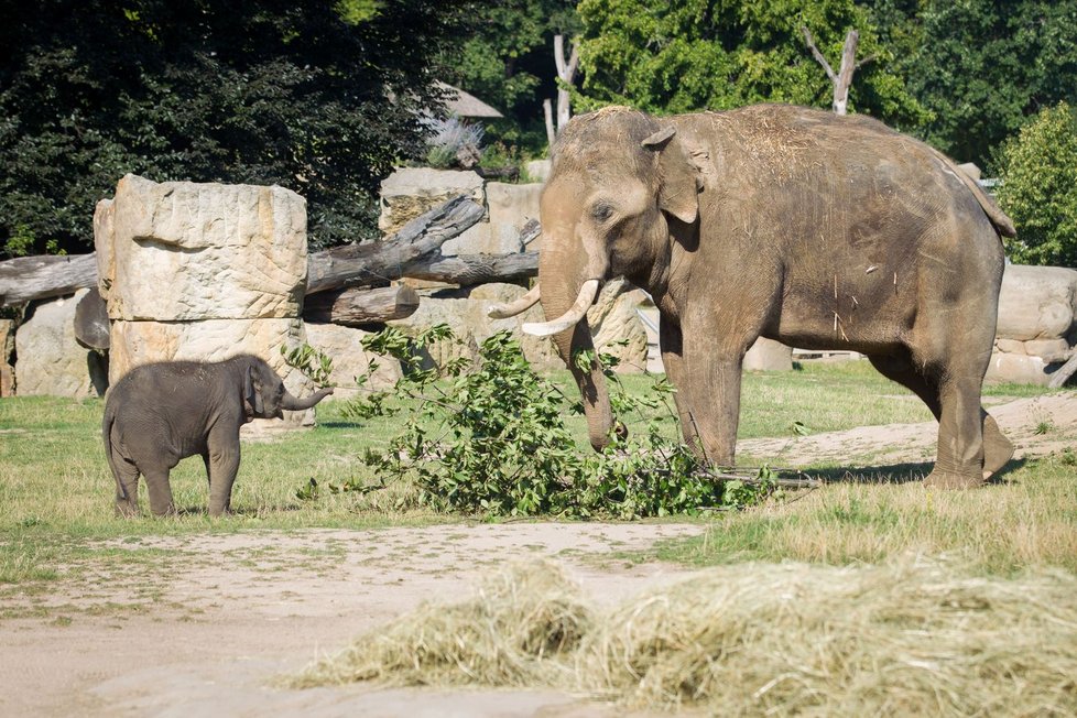 Slůňata se již pravidelně setkávají ve výběhu v expozici Údolí slonů i se svým otcem samcem Ankhorem. 