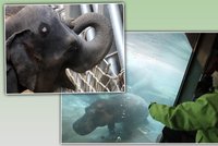 To je radosti! V pražské zoo otevřeli slonům a hrochům nový pavilon