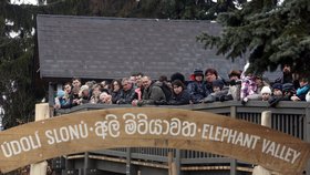 Sloni a hroši mají ode dneška v pražské zoo nové domovy