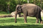 Chovatelé pražské zoo pustili slony do zeleného výběhu.