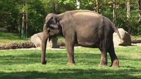 Chovatelé pražské zoo pustili slony do zeleného výběhu.