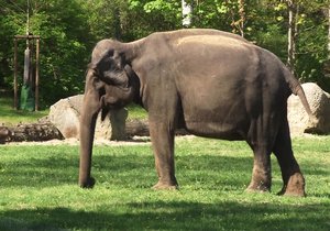 Chovatelé pražské zoo pustili slony do zeleného výběhu.