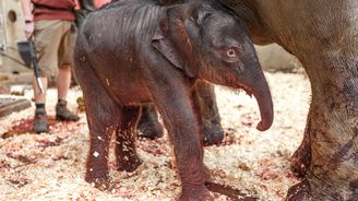 A mimochodem… V pražské zoo se narodilo slůně. Další je na cestě