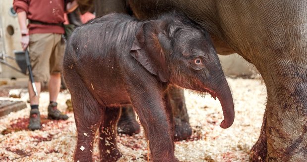 Úplně první fotografie slůněte, které se v pražské zoo narodilo 27. března 2020.