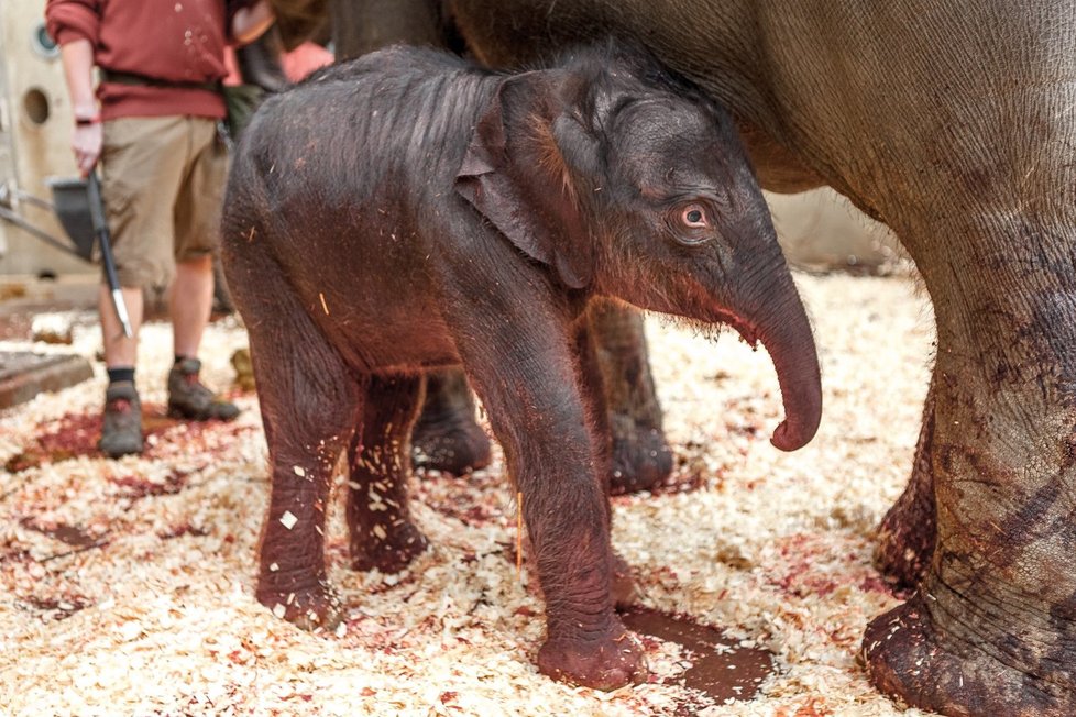 Úplně první fotografie slůněte, které se v pražské zoo narodilo 27. března 2020.