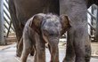 Samice slona indického Janita porodila svého druhého potomka po dlouhých 683 dnech březosti. S prvorozeným slůnětem Maxem byla Janita březí podstatně kratší dobu – 639 dní.