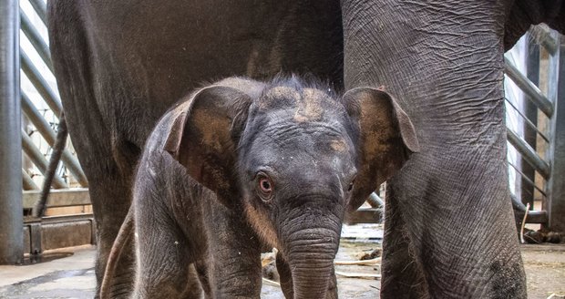 Samice slona indického Janita porodila svého druhého potomka po dlouhých 683 dnech březosti. S prvorozeným slůnětem Maxem byla Janita březí podstatně kratší dobu – 639 dní.