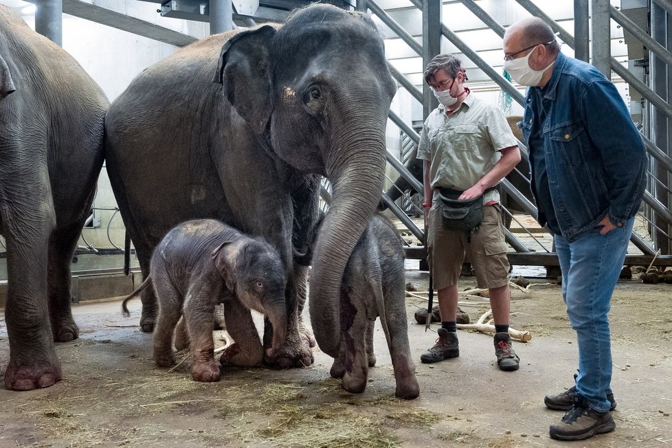 Vrchní chovatel slonů Martin Kristen a ředitel Zoo Praha Miroslav Bobek se slůňaty a jejich matkami (vpravo Tamara, teta novorozené samičky).