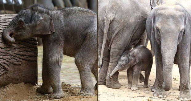 Slůně v pražské zoo se učí pečovat o svou kůži: Necvičím, netančím, drbu se