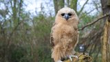 Světové prvenství v Zoo Praha: Rozmnožila vzácnou sovu! Matka mládě vyhodila, chovatelé jej zachránili