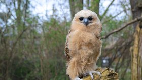 Zoo Praha jako první zoologická zahrada na světě rozmnožila africkou rybožravou sovu ketupu Pelovu.