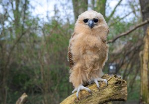 Zoo Praha jako první zoologická zahrada na světě rozmnožila africkou rybožravou sovu ketupu Pelovu.