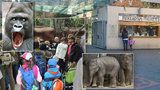 Opatření kvůli koronaviru v pražské zoo: Zavíráme všechny pavilony a vnitřní expozice, řekl ředitel Bobek 