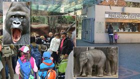 V zoologické zahradě se můžete těšit na nejrůznější zvířata, nejlepší je do zoo přijít o všedním dni.