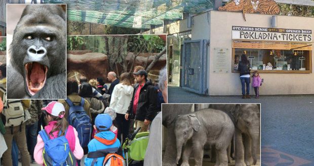 Jedna z nejlepších na světě: Pražská zoo přežila druhou světovou válku, ničivé povodně i koronavirus!