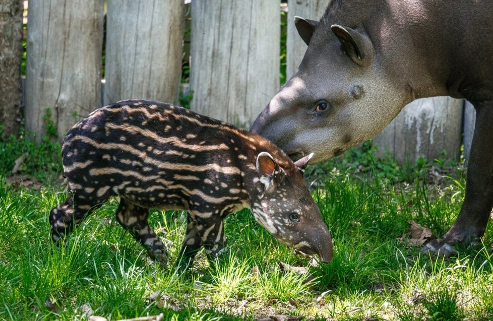 Tapíří samička Jasmína se v pražské zoo narodila 29. dubna 2021.