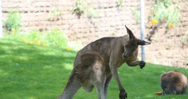 V Zoo Praha vznikla nová expozice tasmánské a australské fauny nazvaná Darwinův kráter