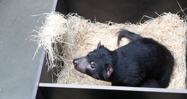 Zoo Praha otevřela novou expozici australské fauny. Hlavní atrakcí jsou tasmánští čerti.