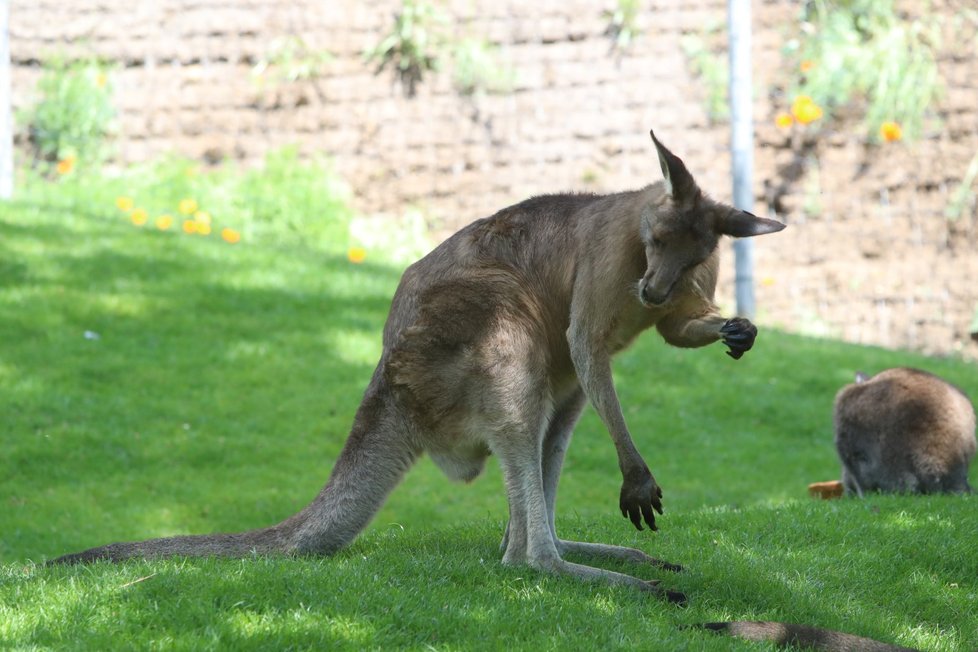 V Zoo Praha vznikla nová expozice tasmánské a australské fauny nazvaná Darwinův kráter.