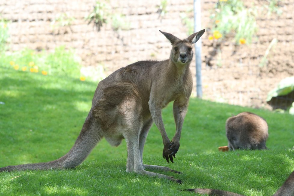 V Zoo Praha vznikla nová expozice tasmánské a australské fauny nazvaná Darwinův kráter.