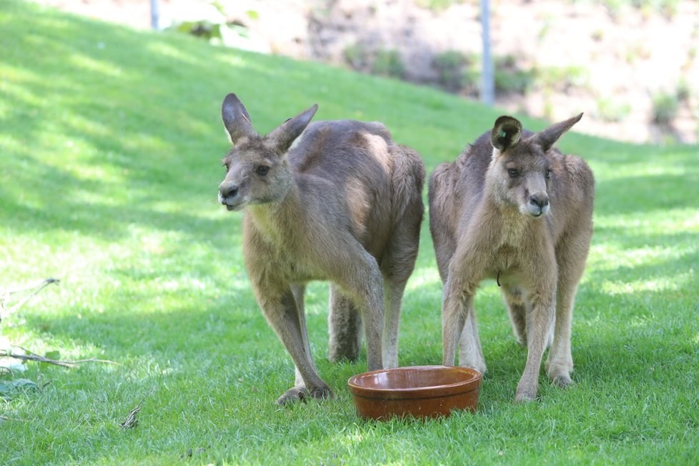 V Zoo Praha vznikla nová expozice tasmánské a australské fauny nazvaná Darwinův kráter