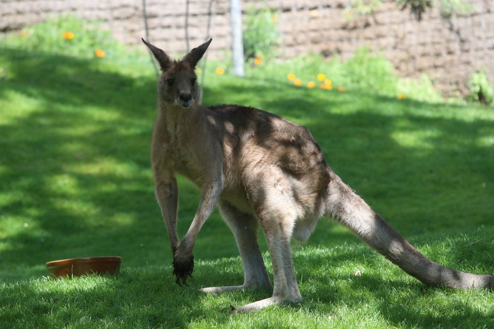 V Zoo Praha vznikla nová expozice tasmánské a australské fauny nazvaná Darwinův kráter