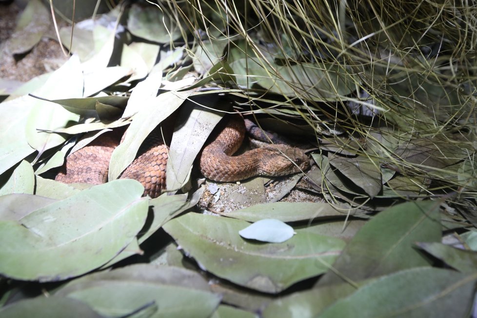 V Zoo Praha vznikla nová expozice tasmánské a australské fauny nazvaná Darwinův kráter.