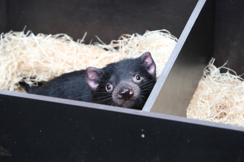 Zoo Praha otevřela novou expozici australské fauny. Hlavní atrakcí jsou tasmánští čerti.