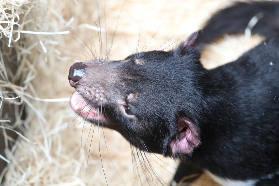 Zoo Praha otevřela novou expozici australské fauny. Hlavní atrakcí jsou tasmánští čerti.