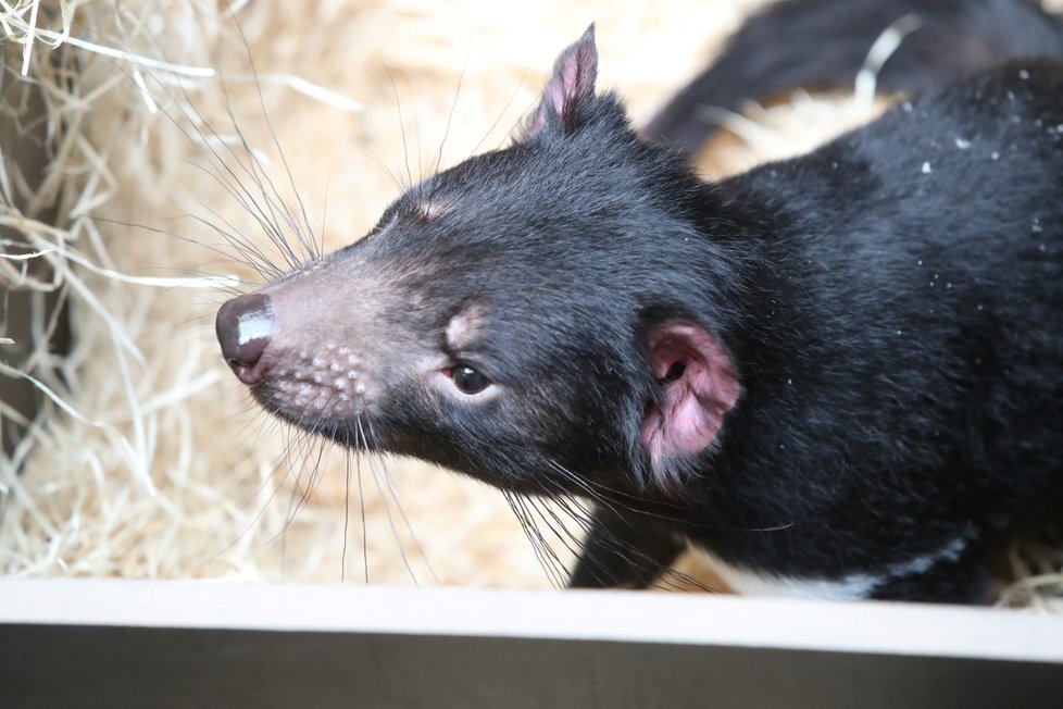 Zoo Praha otevřela novou expozici australské fauny. Hlavní atrakcí jsou tasmánští čerti.