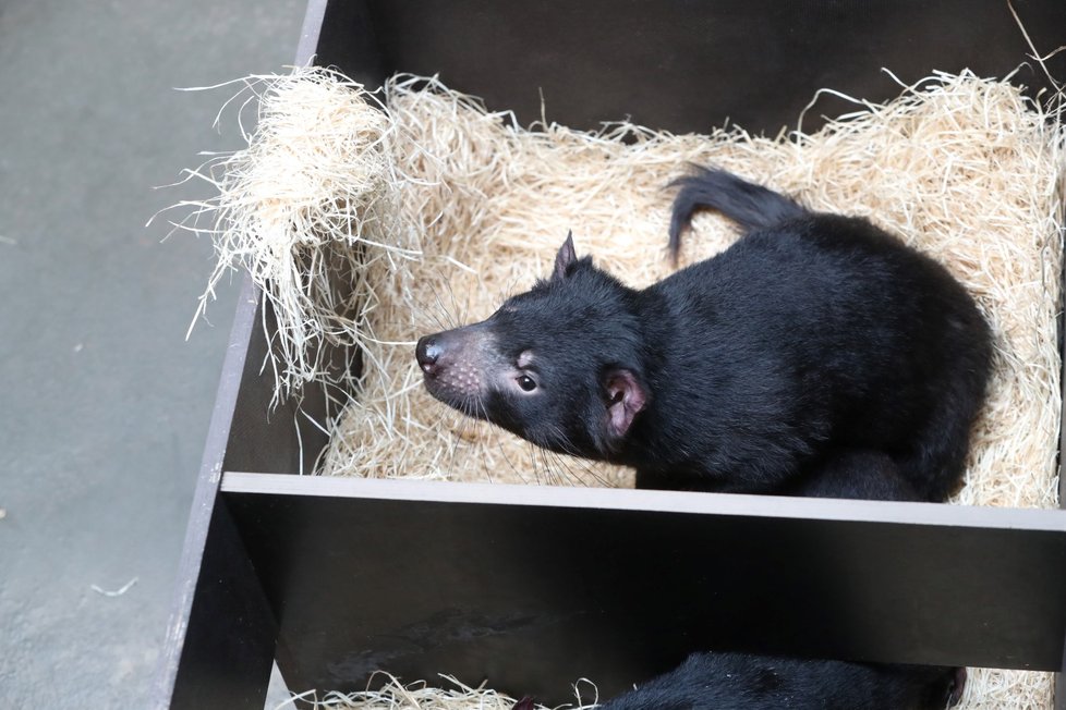 Zoo Praha otevřela novou expozici australské fauny. Hlavní atrakcí jsou tasmánští čerti.