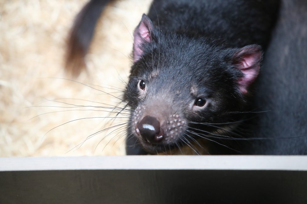 Zoo Praha otevřela novou expozici australské fauny. Hlavní atrakcí jsou tasmánští čerti.