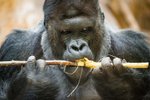 Zoo Praha staví nový pavilon goril, který vyjde na 300 milionů korun. Dokončen má být na podzim příštího roku