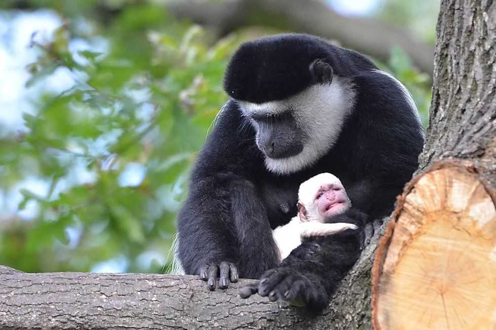 Gueréza Lucie s mládětem, které se narodilo v trojské zoo.