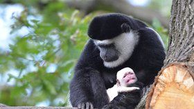 Gueréza Lucie s mládětem, které se narodilo v trojské zoo.