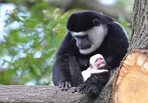 Gueréza Lucie s mládětem, které se narodilo v trojské zoo.