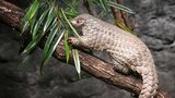 Šiška slaví první narozeniny: Samička luskouna už váží přes 3 kila a možná se dočká sourozence!