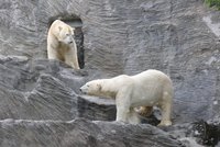 Pražská zoo uvítala medvědí bratry: Převažuje ale smutek po jejich předchůdci. Tom uhynul v Kazachstánu