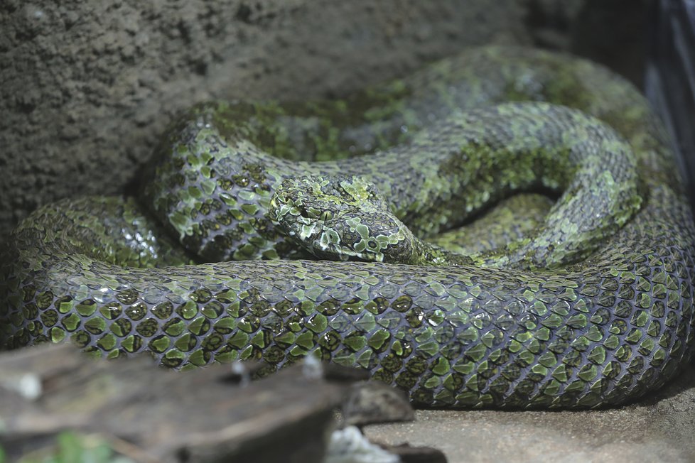 Chřestýšovec mangšanský je jedním z největších jedovatých hadů na světě. Zoo Praha je v Evropě jediná, která zvládla odchovat jeho mládě.