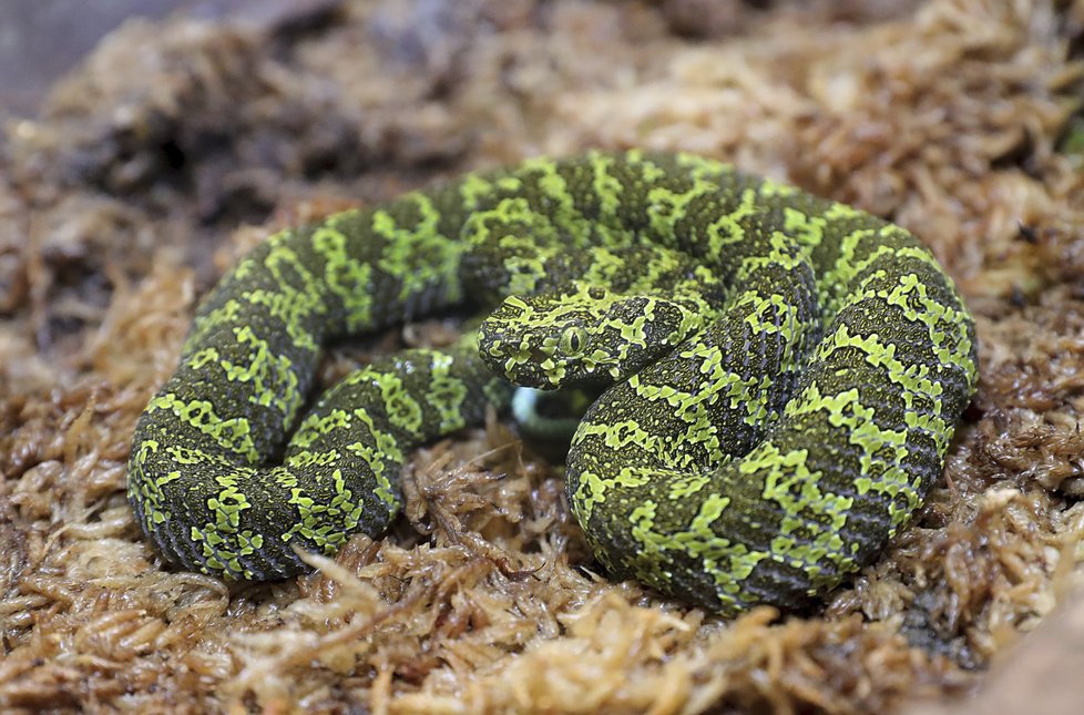 Chřestýšovec mangšanský je jedním z největších jedovatých hadů na světě. Zoo Praha je v Evropě jediná, která zvládla odchovat jeho mládě.