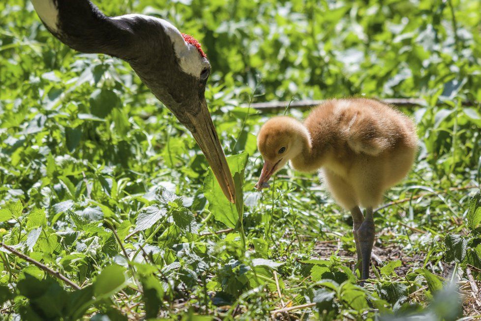 V Zoo Praha se vyklubalo mládě vzácného jeřába mandžuského.