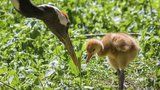 „Symbol štěstí“ v pražské zoologické zahradě: Vyklubalo se mládě vzácného jeřába