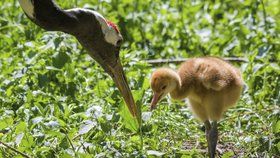 V Zoo Praha se vyklubalo mládě vzácného jeřába mandžuského.